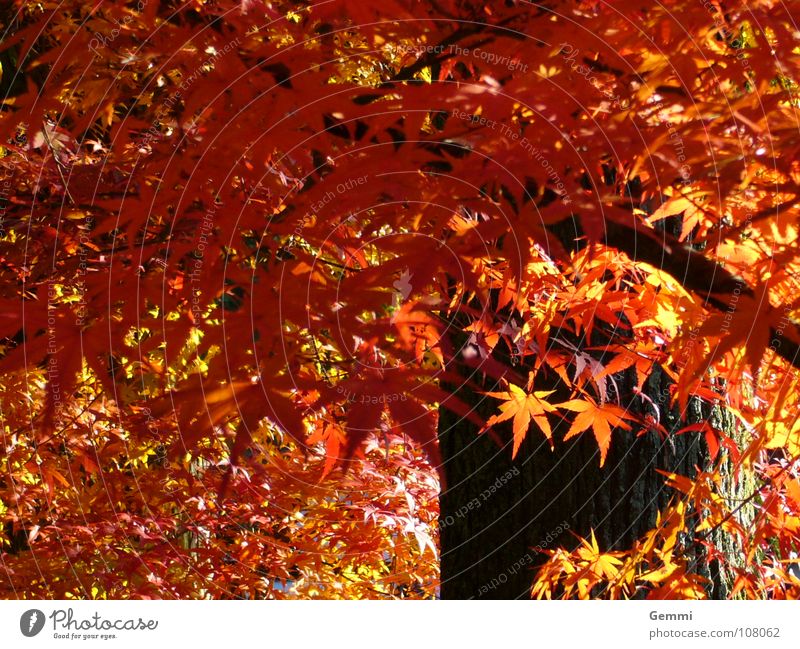 Momiji exotisch schön Herbst Wärme Baum Blatt fallen leuchten rot standhaft Ahorn Physik heimelig Japan momiji mehrfarbig Außenaufnahme Strukturen & Formen