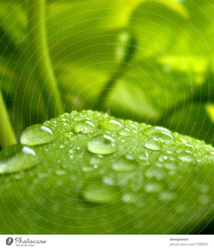 Der Herbst ist Grün! Blatt Pflanze grün nass feucht Unschärfe nah Ferne Pastellton Macht Wölbung Wasser Sprühflasche bestäuben Lichtbrechung dunkel