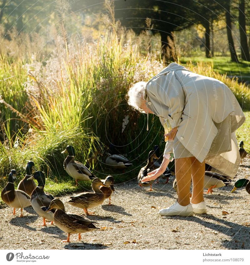 wulli wulli Frau Senior füttern Herbst Ruhestand Zufriedenheit Teich Ente Weiblicher Senior Glück penson friedlich Seniorenpflege