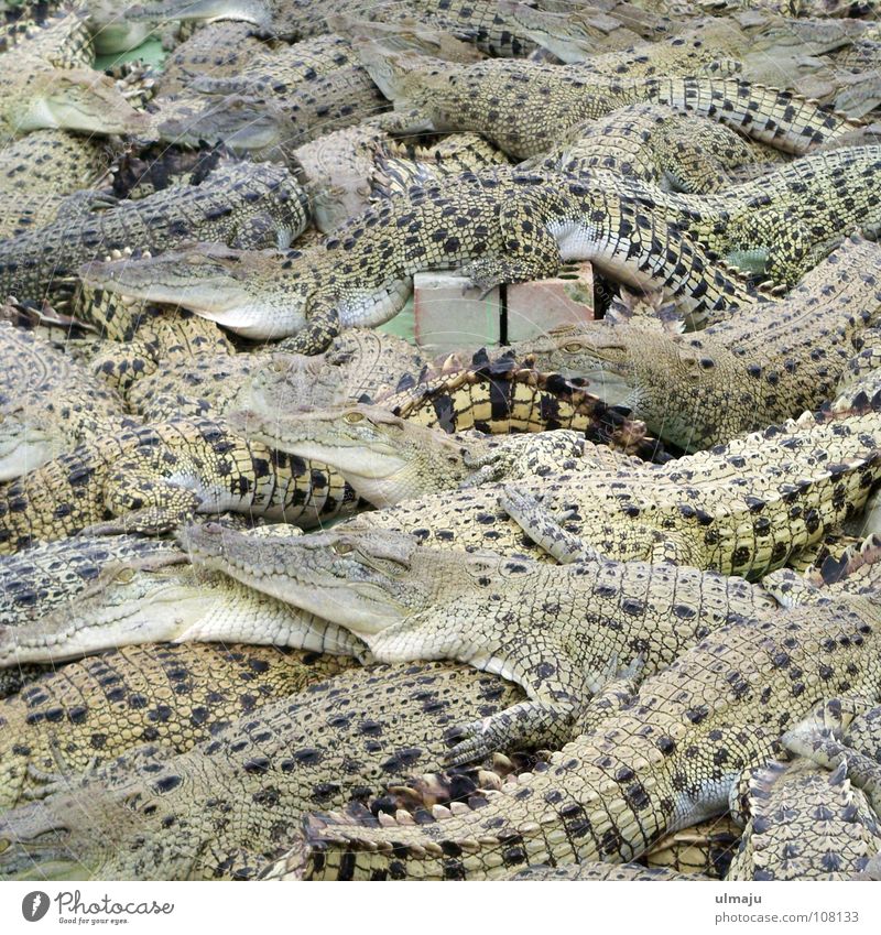 Krokodilsalat Zoo Tier Australien gefährlich Gehege eng überfüllt Langeweile Krokodilfarm trist Ackerbau Alkoholisiert Tiergruppe