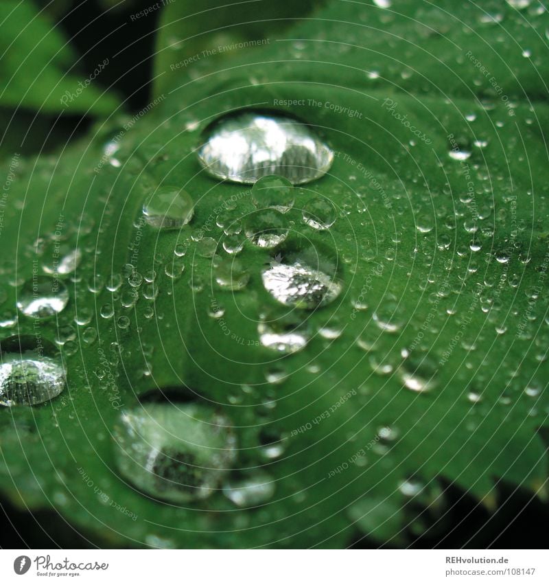 Dröpsche auf Blättsche grün nass feucht Gefäße hydrophob Wassertropfen weich Pflanze Garten Park glänzend Regen Glätte xxee