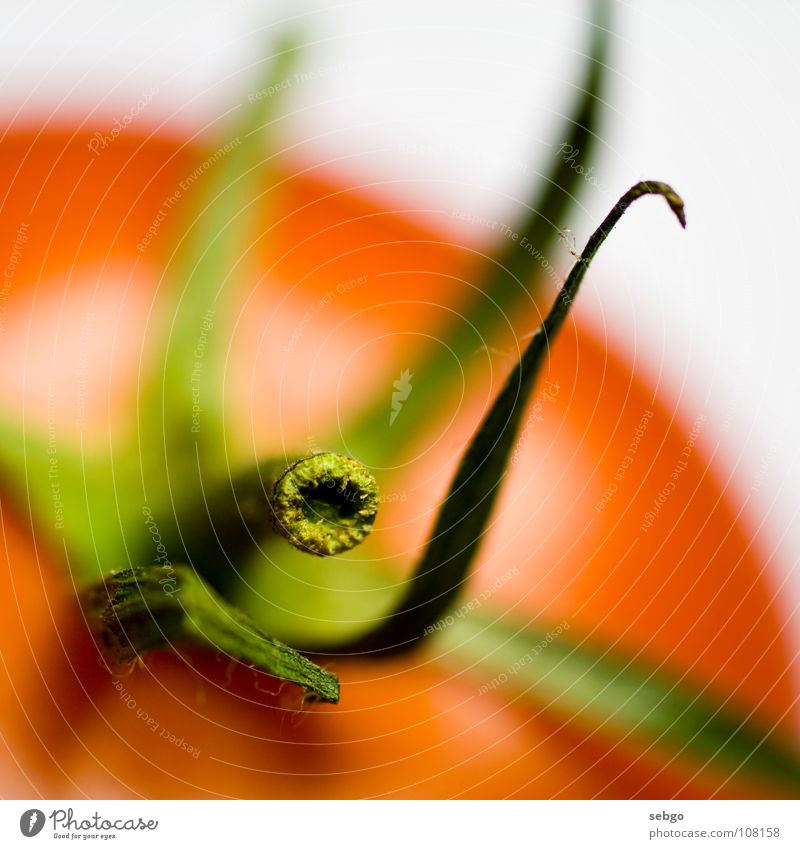 Vitamin-Stängel 2 rot Stengel grün Pflanze Gesundheit Ernährung Makroaufnahme Gemüse Nahaufnahme Tomate Lebensmittel Sprossachse