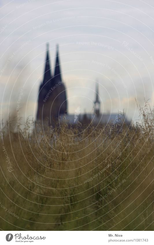 natürlich | ^^ Umwelt Natur Himmel Pflanze Gras Sträucher Stadt Kirche Bauwerk Wahrzeichen wild grün Hoffnung Glaube Lokalpatriotismus Köln Nordrhein-Westfalen