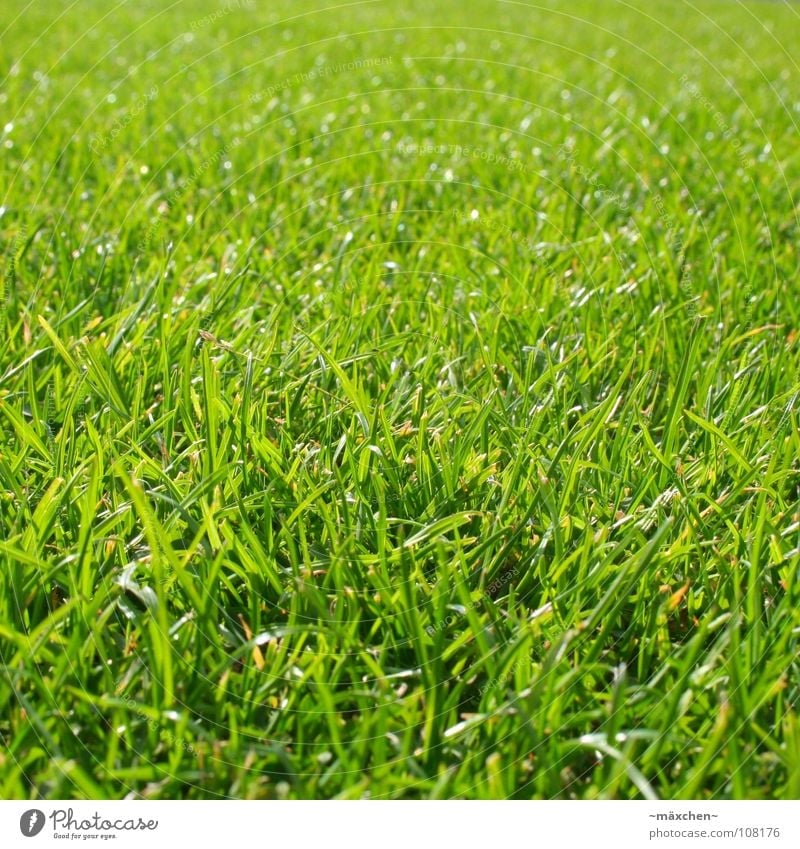 lush grass | saftiges Gras grün Halm frisch Aussaat weich Kraft knallig Erholung Sonnenbad Wiederkäuer Grasfleck Makroaufnahme Nahaufnahme Sommer Erde Sand
