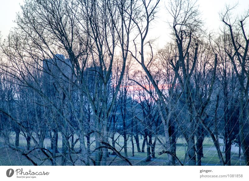 Kölsche Winterimpression Umwelt Landschaft Himmel Klima Schönes Wetter Pflanze Baum Gras Sträucher Park Wiese Küste Flussufer dunkel kalt Stadt grau grün Ast