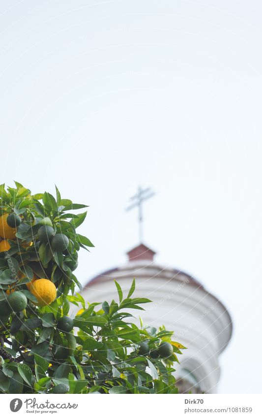 Oranges and lemons ... Lebensmittel Frucht Ernährung Ferien & Urlaub & Reisen Sommer Sommerurlaub Schönes Wetter Baum Nutzpflanze Orangenbaum Park Sevilla