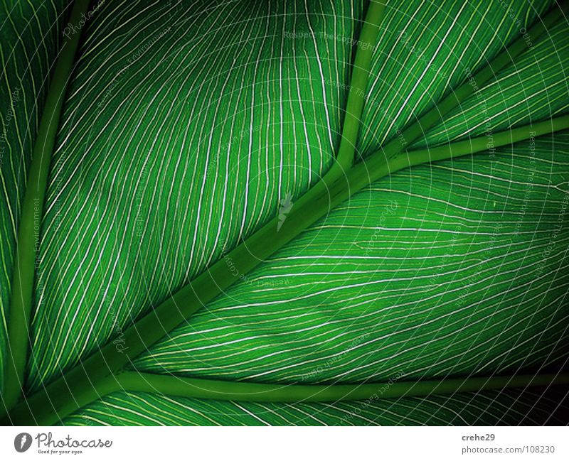 GepflegtesGrün grün Pflanze Blatt Palme Stil Physik schön Makroaufnahme Nahaufnahme Wärme scwarz Schatten Natur geplegt