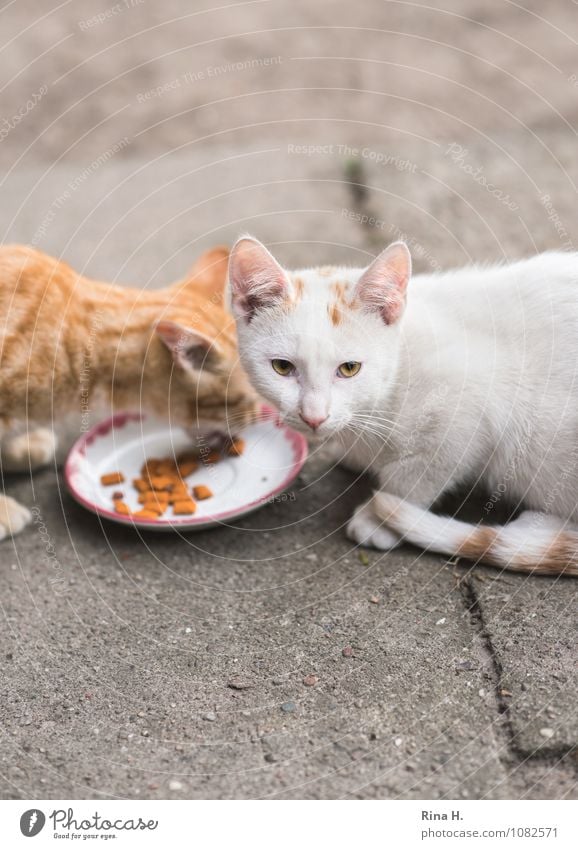 Was willst du Haustier Katze 2 Tier Fressen niedlich Ernährung Futter Betonplatte Futterneid Farbfoto Außenaufnahme Vogelperspektive