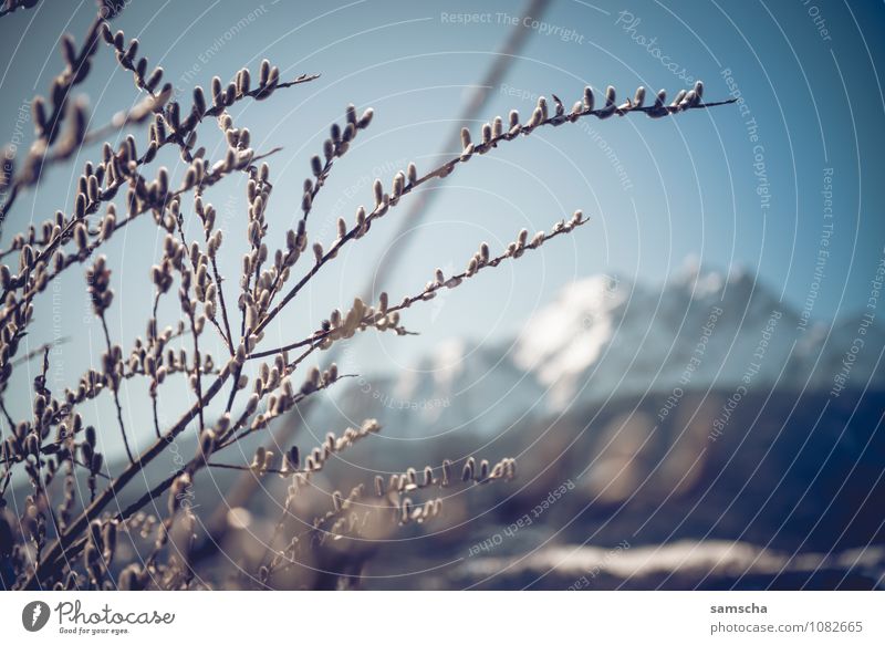 Hallo Frühling I wandern Umwelt Natur Landschaft Wolkenloser Himmel Schönes Wetter Pflanze Baum Sträucher Wildpflanze Feld Wald Alpen Berge u. Gebirge Gipfel