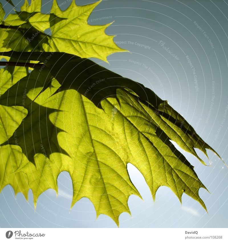 Spitzahorn Frühling Sonne Ahorn Blatt Photosynthese Wachstum sprießen grün frisch durchscheinend exponiert Gefäße Kanada Vergänglichkeit Blick in den Himmel