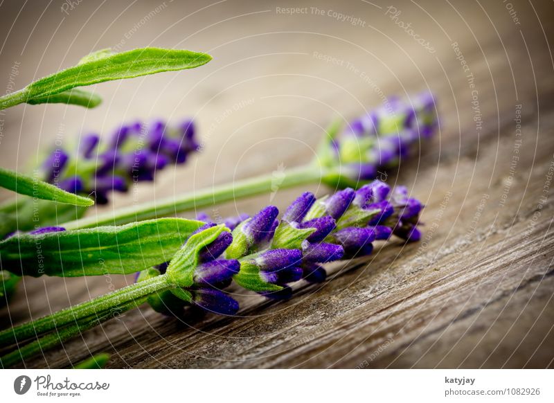 Lavendel Blume Blumenstrauß Kräuter & Gewürze Blüte violett Makroaufnahme Medikament Natur Parfum Pflanze Duft schön Sommer Nahaufnahme Blühend Erholung Massage