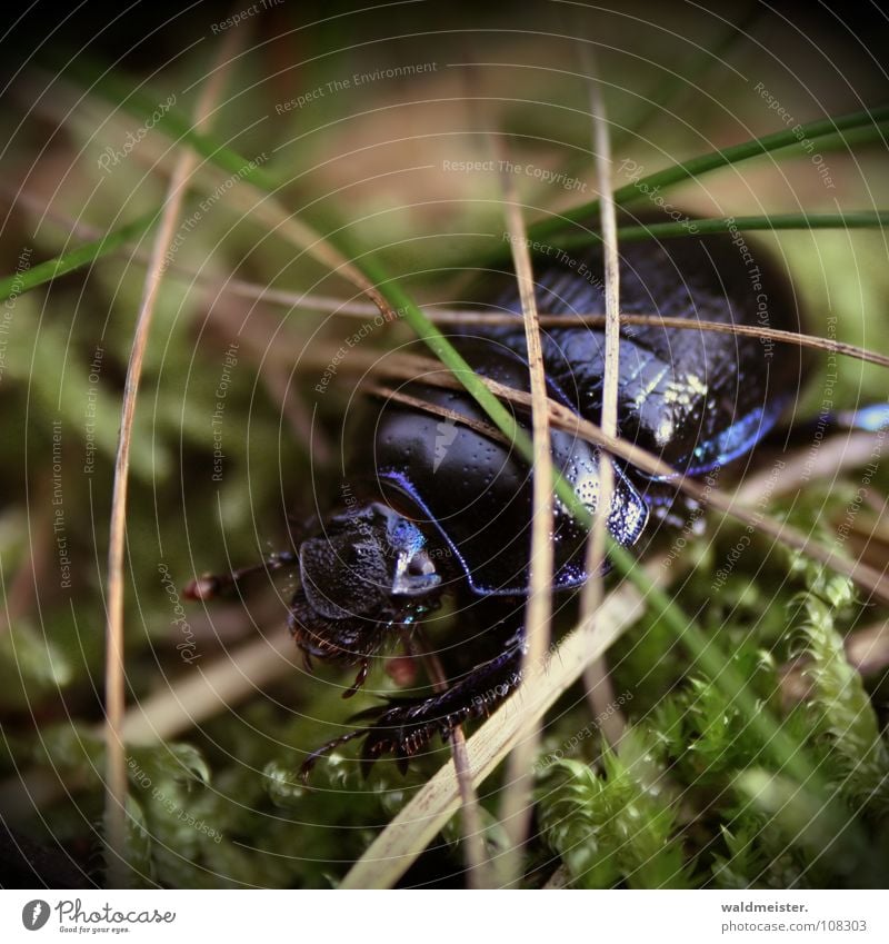 Mistkäfer Käfer Insekt glänzend Moos krabbeln blau violett schillernd Tannennadel Kiefernnadeln metallic