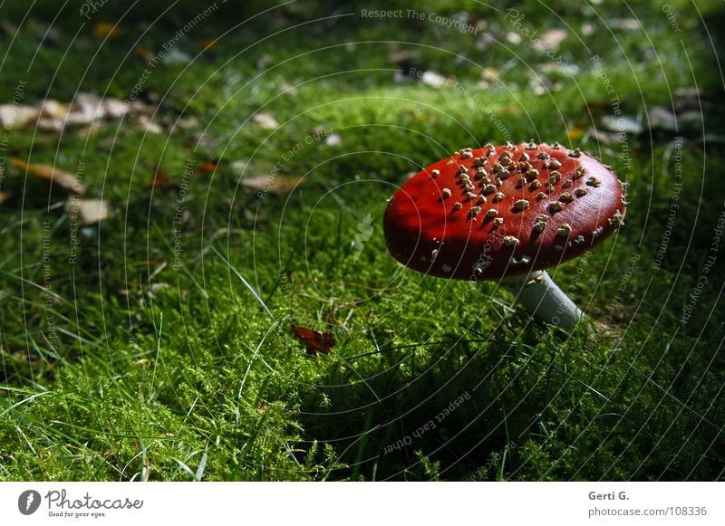 Schätzchen Fliegenpilz Waldboden Herbst Gift Flocke Rauschmittel Symbole & Metaphern Wachstum grün Blatt dunkel Gegenlicht Dämmerung Sonnenlicht Physik