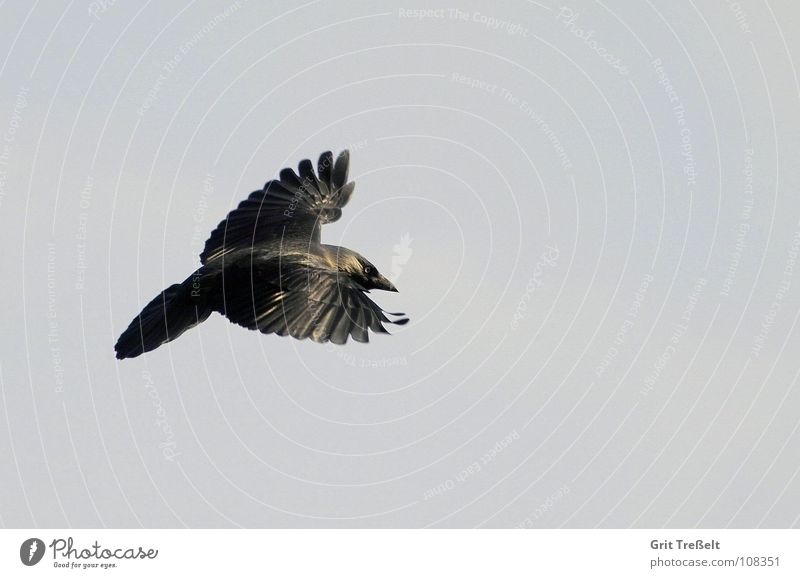 Dohle Vogel Rabenvögel schwarz Luftverkehr fliegen Himmel