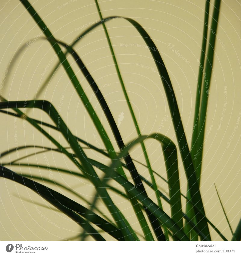 Gras I Pflanze Lebewesen Sauerstoff Kohlendioxid Halm Topfpflanze Streifen gelb grün Freude Dekoration & Verzierung Kurve Linie living being grass o2 water