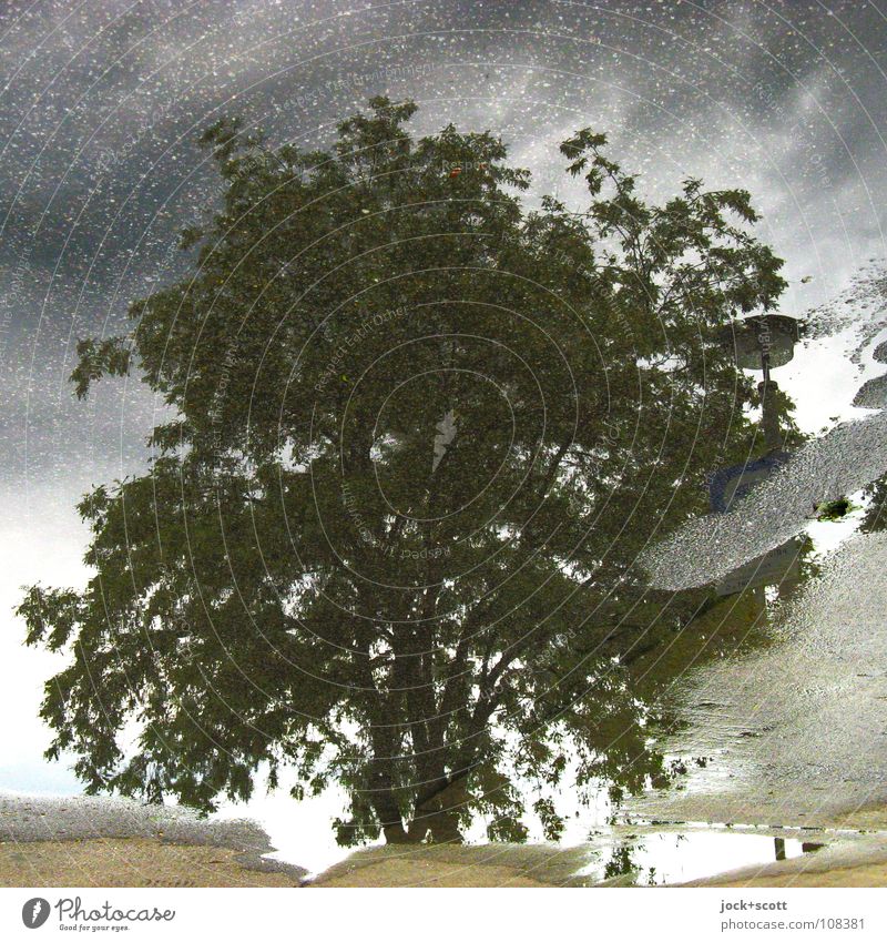Laubbaum in der Pfütze Gewitterwolken Klimawandel schlechtes Wetter Marzahn einfach natürlich unten grau Inspiration Surrealismus Teer Hintergrundbild