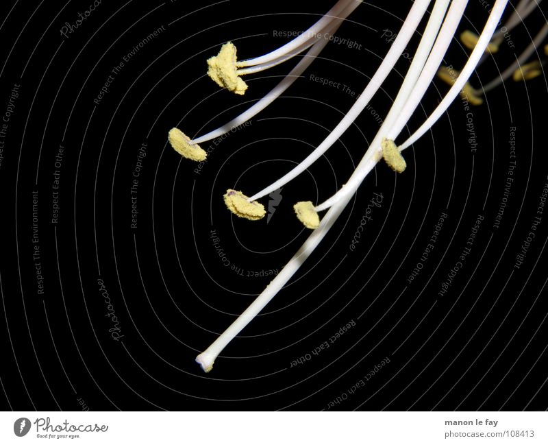 blüten-zart gelb schwarz weiß Pflanze Blüte skurril Leben Blütenstempel Staubfäden außergewöhnlich Zwitter Amaryllisgewächse Ritterstern Knollengewächse