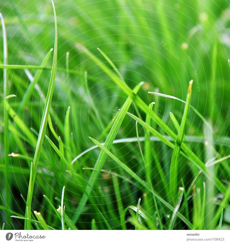Gras im Quadrat grün Wiese frisch knallig nah Halm Grünfläche Garten Park Rasen Natur Makroaufnahme grass leuchten Außenaufnahme