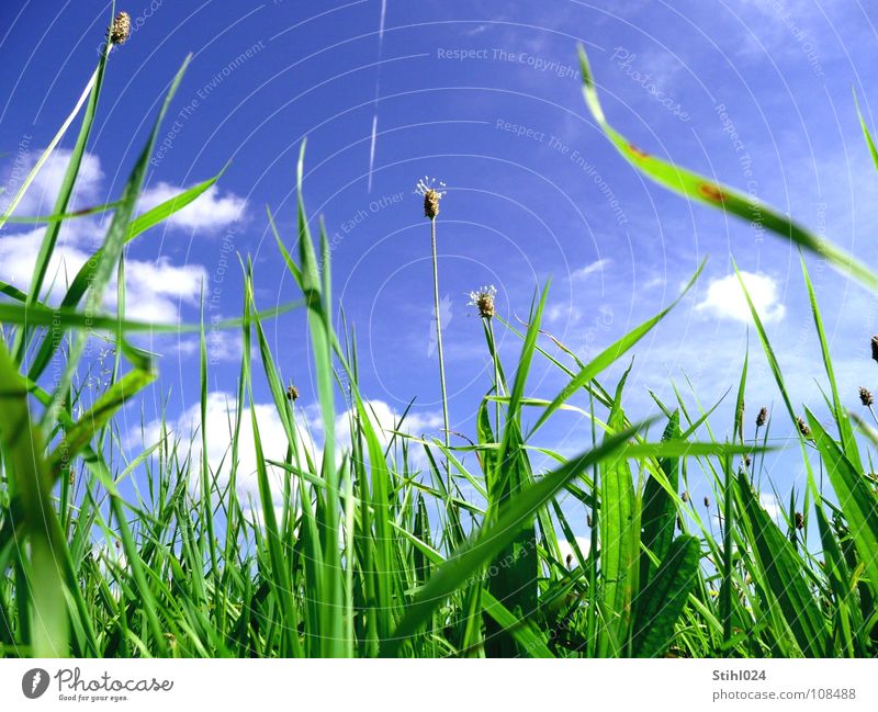 Heuschnupfen Wiese Gras grün Stengel Blume Frühling Sommer Blumenwiese Halm Gegenlicht Wolken Huflattich Kondensstreifen Blüte Hoffnung Reifezeit Vorfreude blau