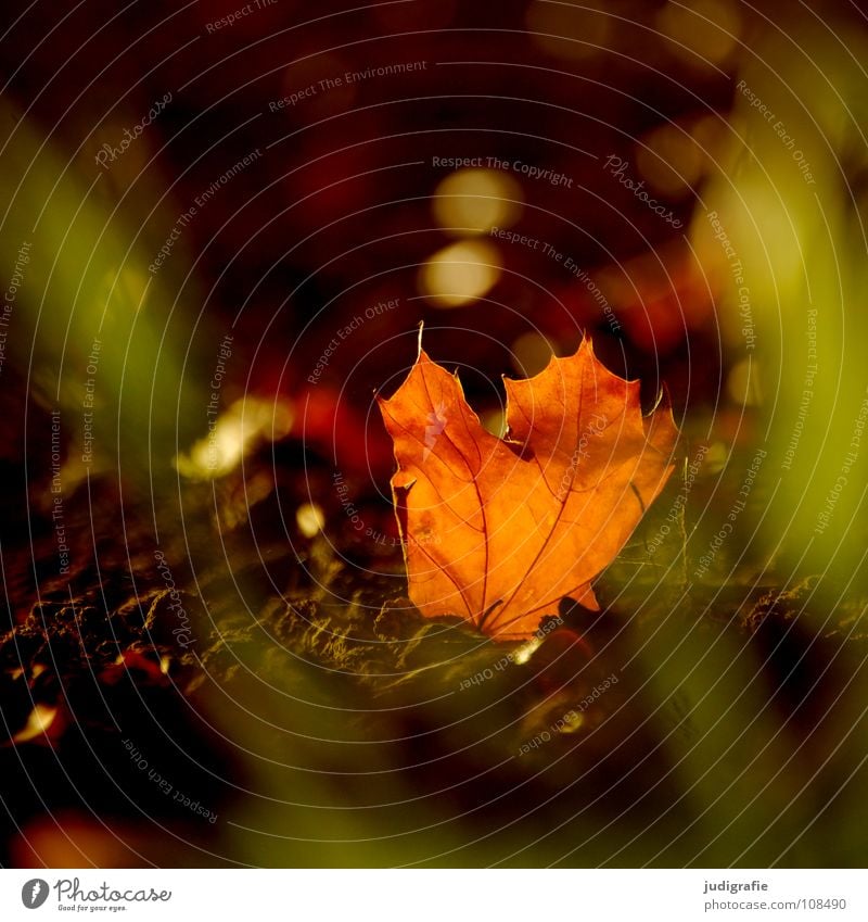 Sonntag Blatt Herbst Feld Gras Licht schön Physik Umwelt Herz-/Kreislauf-System Farbe Sonne orange Wärme Lampe Natur
