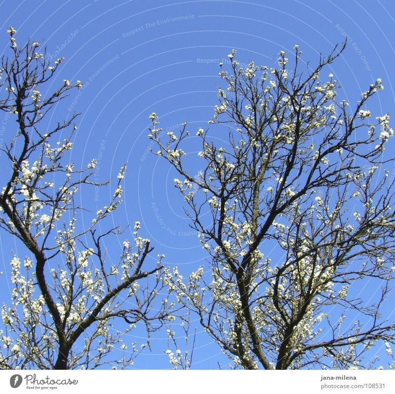 komm bald wieder... Frühling Apfelblüte Mandelblüte Blüte rein weiß Sauberkeit Geäst Europa Himmel blau Ast Zweig