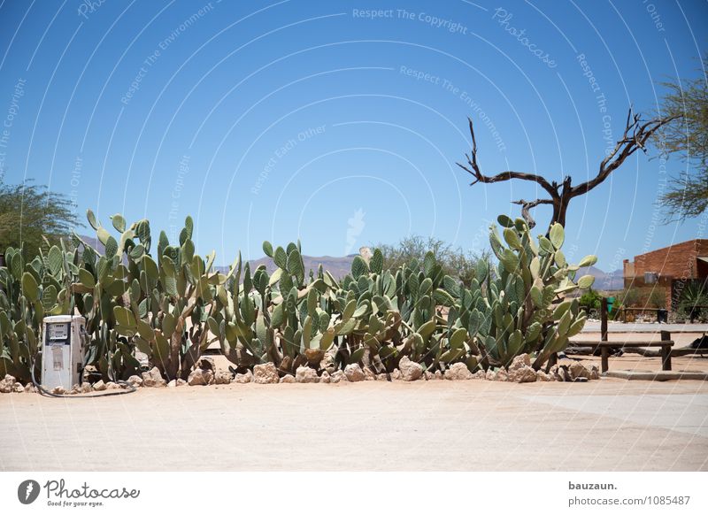 tanken. Ferien & Urlaub & Reisen Tourismus Abenteuer Umwelt Natur Landschaft Himmel Wolkenloser Himmel Sonne Sommer Schönes Wetter Baum Kaktus Wüste Namibia