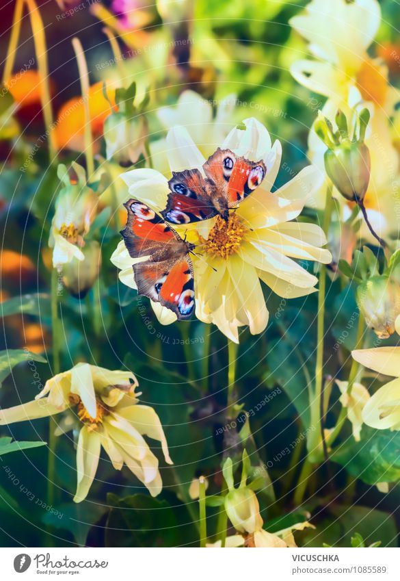 Schmetterlinge auf Blume im Garten elegant Design Sommer Natur Pflanze Sonnenlicht Frühling Herbst Schönes Wetter Park Wiese 2 Tier gelb butterfly Dahlien Licht