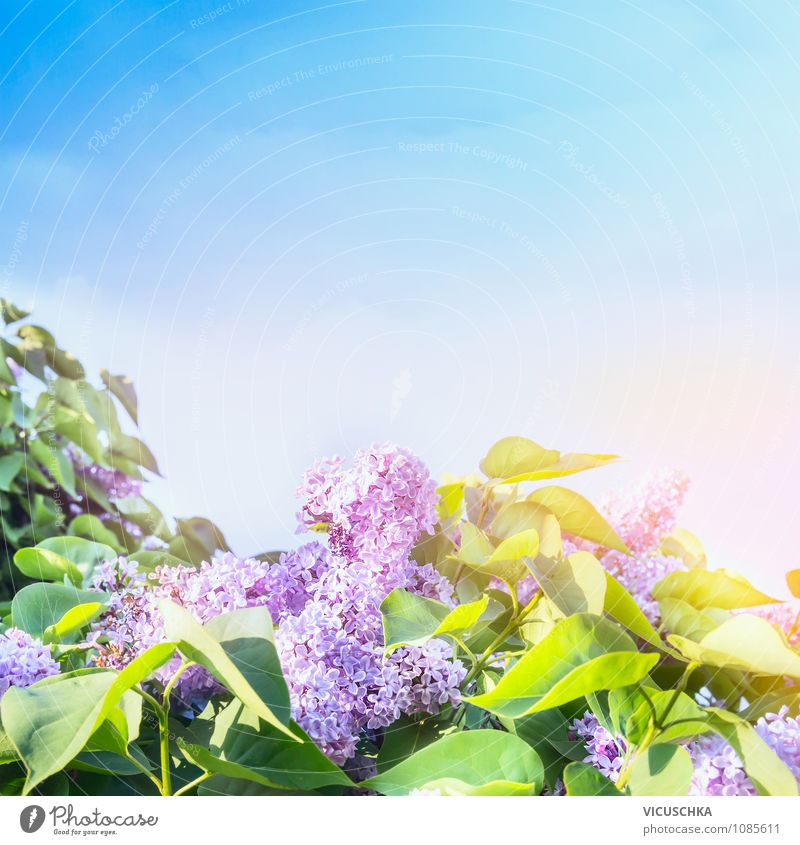 Flieder Blütezeit Lifestyle Stil Design Sommer Garten Natur Pflanze Himmel Wolkenloser Himmel Frühling Schönes Wetter Baum Blume Park rosa Hintergrundbild