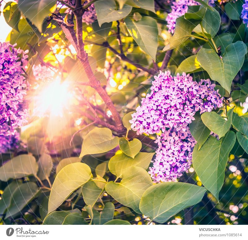 Flieder Blumen in Abendsonne Lifestyle Design Freizeit & Hobby Sommer Garten Natur Pflanze Sonne Sonnenfinsternis Sonnenaufgang Sonnenuntergang Sonnenlicht