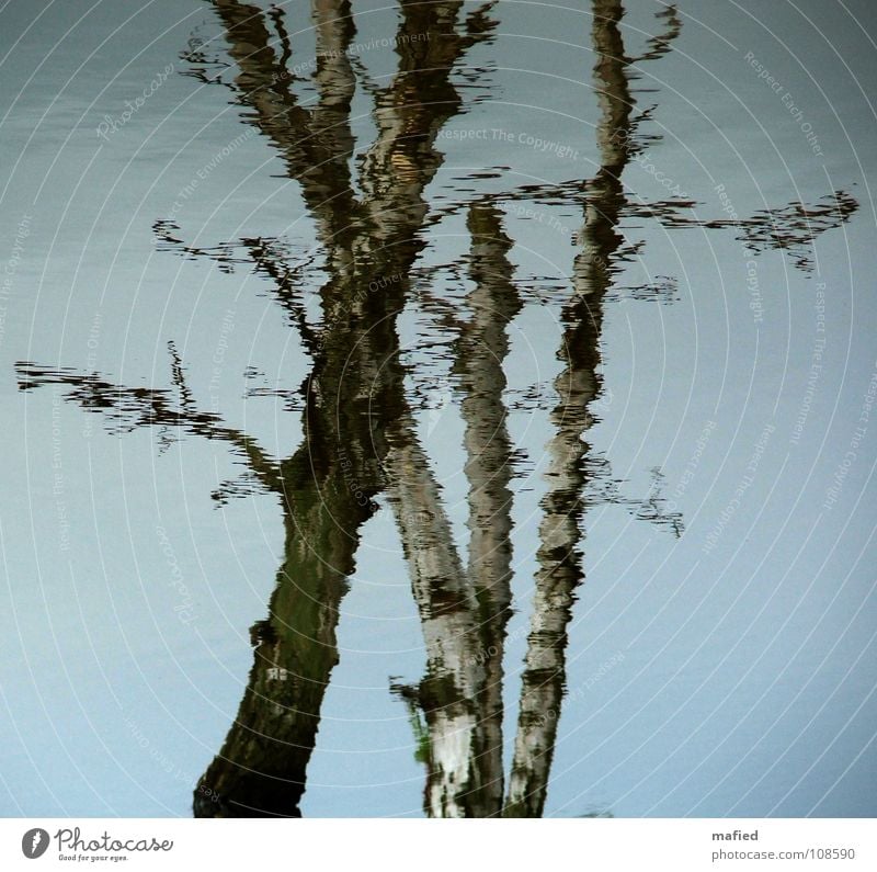 Verwandlung Birke Baum Baumstamm fluten Salzwiese untergehen Tod verrotten braun grün grau weiß Herbst Reflexion & Spiegelung Vergänglichkeit
