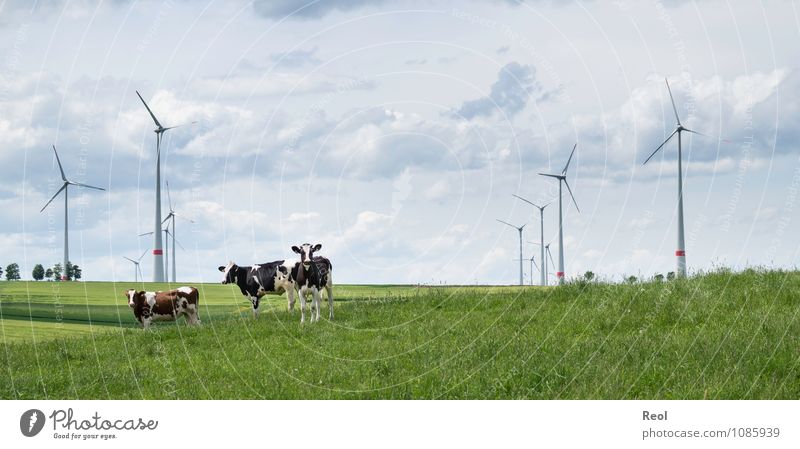 Im Feld Natur Landschaft Luft Himmel Wolken Schönes Wetter Gras Grünpflanze Wiese Weide Windrad Windkraftanlage Rotor Tier Nutztier Kuh Rind Vieh Viehzucht 3