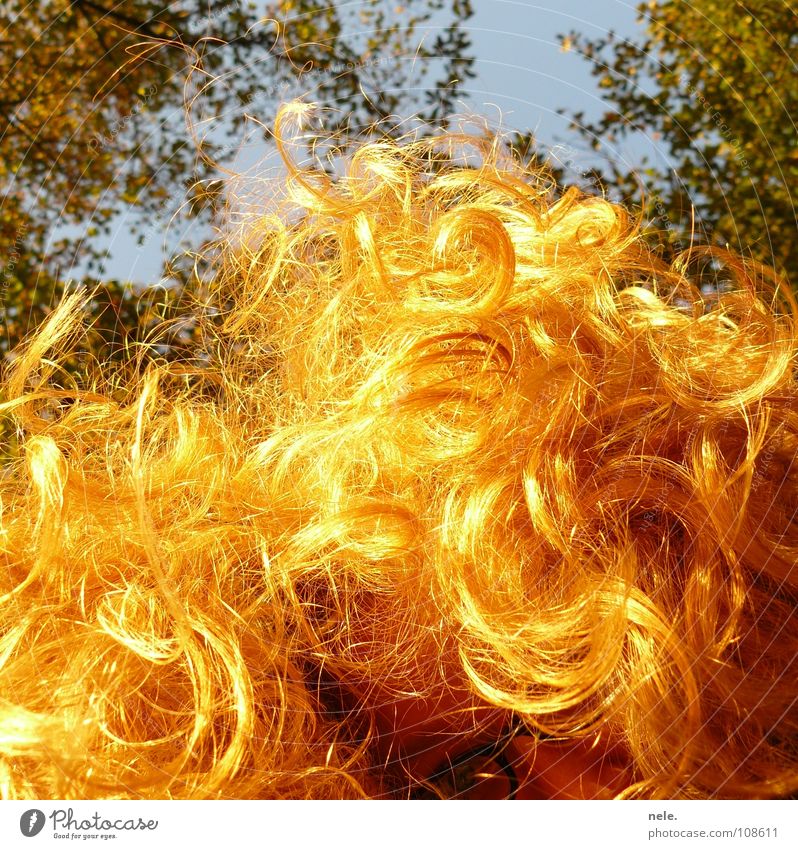haare gehen immer Herbst Brille Baum Froschperspektive blond schimmern Freude Sonne nele. schlinzen Blick Haare & Frisuren Lampe Himmel Locken Natur kein spliss