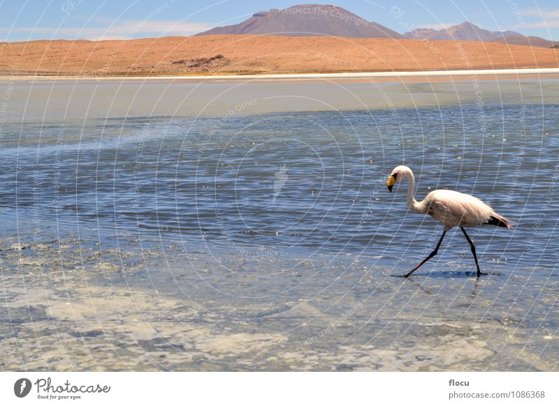 Flamingos am See in den Anden, dem südlichen Teil Boliviens. exotisch Ferien & Urlaub & Reisen Safari Berge u. Gebirge Natur Tier Wolken Park Vogel Stein wild