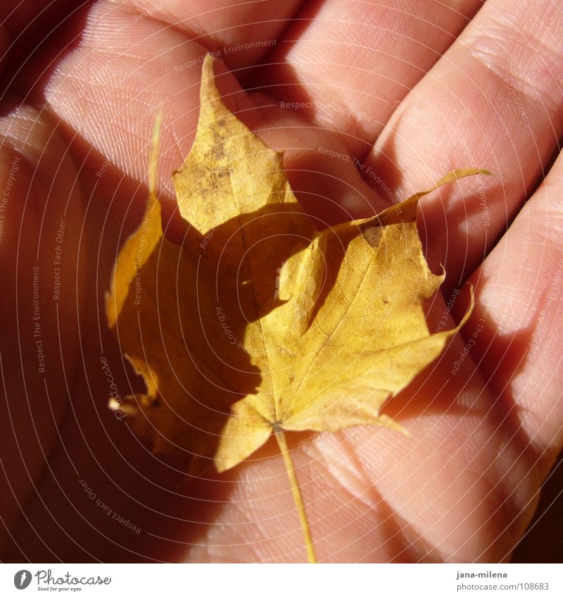 Herbstgrüße Blatt gelb mehrfarbig Baum Ahorn Hand Lichteinfall Sonnenstrahlen klein Herbstfärbung Frieden herbstlich Schatz Schatten