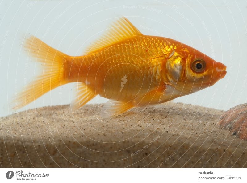 Goldfisch, Carassius gibelio, Suesswasserfisch Natur Tier Wasser frei rot weiß Carassius auratus des Fisch Fische Zierfische heimischen Gewaessern Karpfen