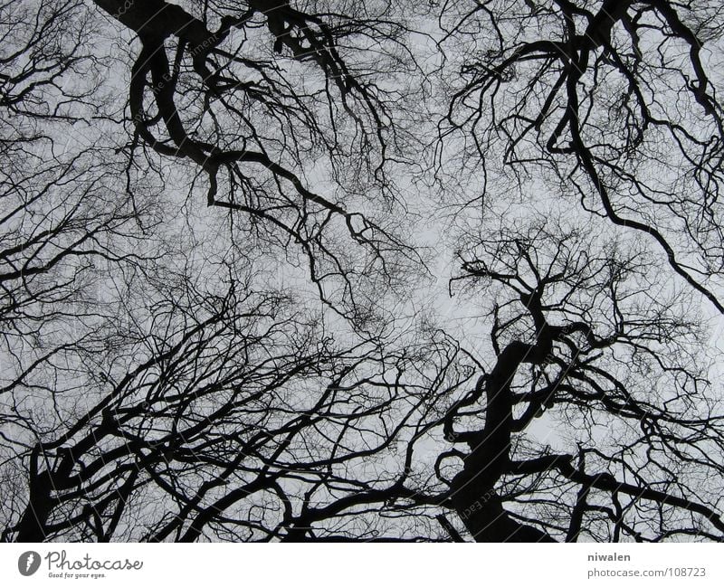 Baumgewirr verzweigt trist Einsamkeit grau Rügen Außenaufnahme grau und schwarz Suche nur eine Richtung? kein Leben der Himmel Irritation