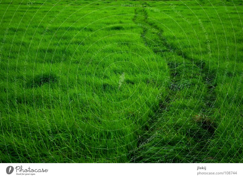 Greenland II Gras grün Spuren Wiese weich wiegen ausgetreten Biotop Biologie Pflanze Spaziergang Sommer Rasen Idylle Erholung sanft Wind Wege & Pfade Weide