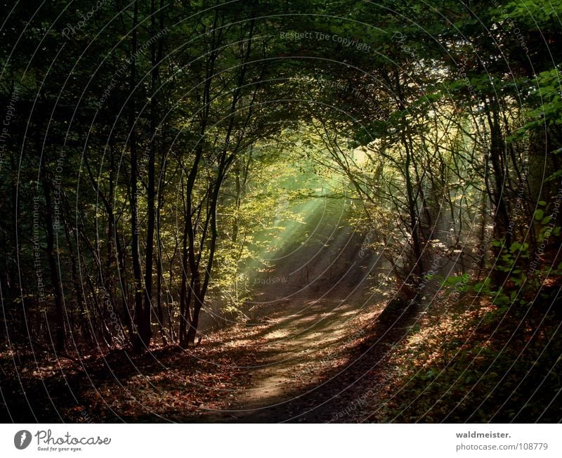 Märchenwald Wald Urwald Zauberei u. Magie Baum Nebel Sonne Licht Lichtstrahl feucht grün Romantik mystisch