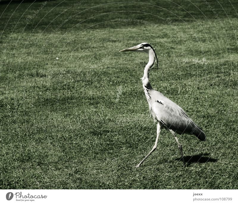 Stolz und Vorurteil Graureiher Hochmut vertikal eitel gehen Rasen Reiher selbstbewußt stolzieren Vogel Wiese Macht Garten Park Feder Ordnung