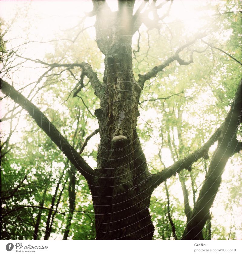 I am Groot (oder doch ein Ent?) Umwelt Natur Frühling Schönes Wetter Baum Blatt Grünpflanze Baumstamm Wald Holz gigantisch natürlich braun grün Kraft Klima