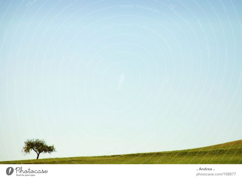Einzelkämpfer Landschaft Himmel Baum Wiese blau grün Einsamkeit Idylle himmelblau Windows XP Österreich azurblau einzelkämpfer windows wallpaper vista xp