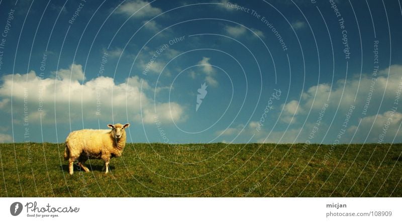 mäh! Schaf Tier Vieh Wolle Wollknäuel Bauernhof Pullover gelb grün Wiese Feld Wolken einzeln Einsamkeit Horizont Deich Gras Rohstoffe & Kraftstoffe Bekleidung