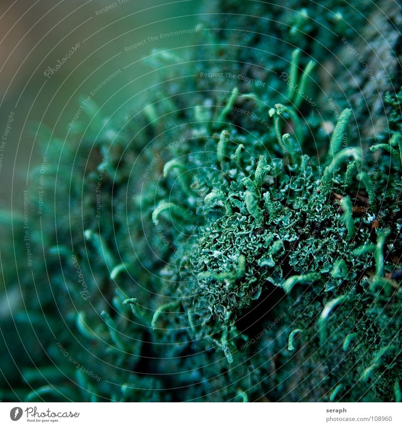 Bryophyta Moos Pflanze grün Hintergrundbild Laubmoos Bodendecker Sporen Symbiose Natur mikro Flechten Makroaufnahme Botanik Wachstum Strukturen & Formen