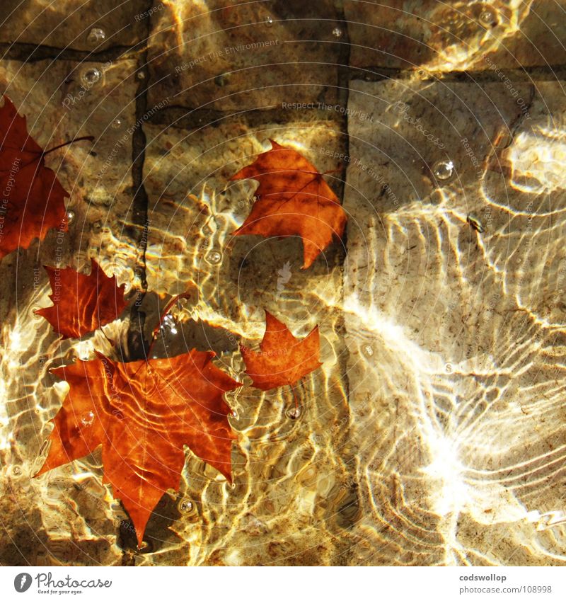 autumn abglanz Wasserfontäne Blatt rot glänzend Bronze Herbst Lichtspiel Schwimmbad Brunnen Natur Sandstein schön leaf red structure Strukturen & Formen Platane