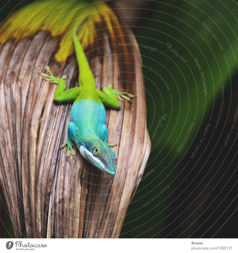 kann ich jetzt gehen? Tier Echsen Anolis Leguane exotisch Reptil 1 außergewöhnlich Neugier mehrfarbig gelb grün türkis Farbe giftgrün knallig Warnfarbe Farbfoto