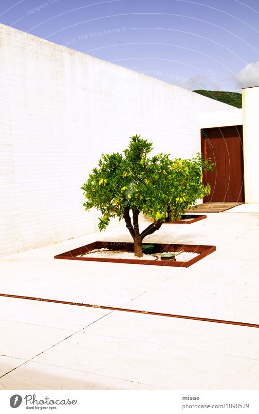 Zitronenbaum im Garten Natur nur Himmel Sonne Schönes Wetter Baum Sträucher Madinat al-Zahra Andalusien Haus Mauer Wand Tür Sehenswürdigkeit Beton Stahl alt