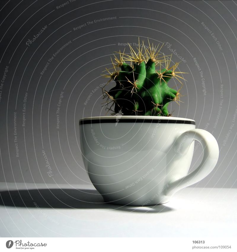 A CUP OF MESKALIN Kaktus Tasse grün stachelig klein Pflanze süß weiß Keramik Ernährung Tragegriff Wachstum Rauschmittel außergewöhnlich extravagant schick