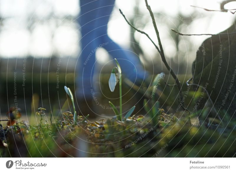 Vorbei gelaufen! Umwelt Natur Landschaft Pflanze Frühling Blume Blüte Garten Park hell nah natürlich blau grün weiß Schneeglöckchen Frühlingsgefühle