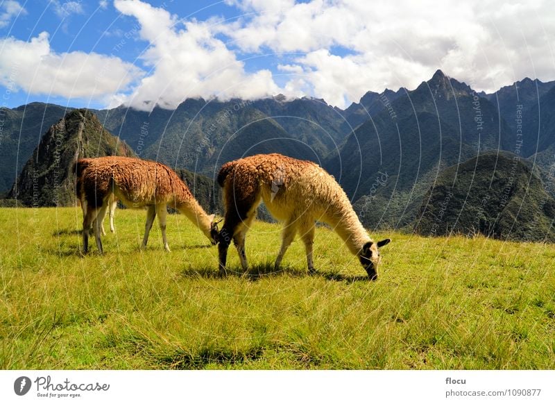Lamaspaar in den peruanischen Anden bei Machu Picchu Ferien & Urlaub & Reisen Tourismus Berge u. Gebirge Natur Landschaft Erde Himmel Wolken Nebel Gras Stadt