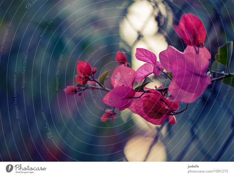 subtropische Wintersonne Natur Pflanze Freude Glück Begeisterung Euphorie Optimismus Reinheit ästhetisch Einsamkeit einzigartig Zaun Bougainvillea Blume Blüte